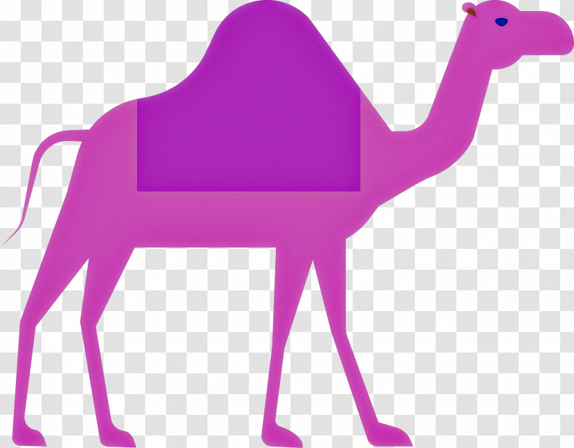 Camel Ramadan Arabic Culture Transparent PNG