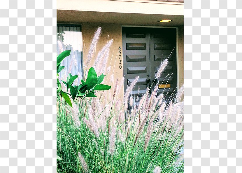 Window Ecosystem Grasses Lavender Family Transparent PNG