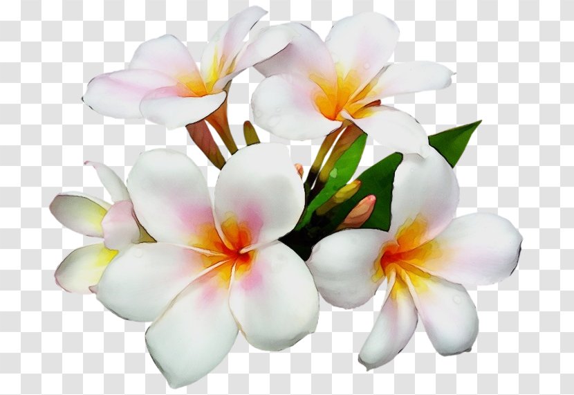 Flower Petal Frangipani Plant Flowering Transparent PNG