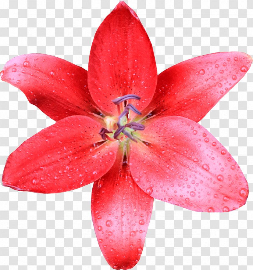 Lilium Desktop Wallpaper Flower - Lily - Lilies Transparent PNG