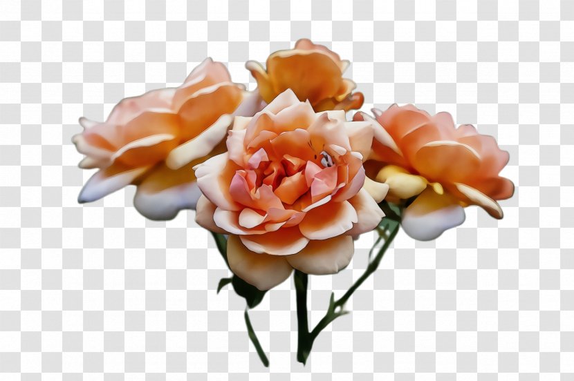 Garden Roses - Petal - Plant Rose Family Transparent PNG