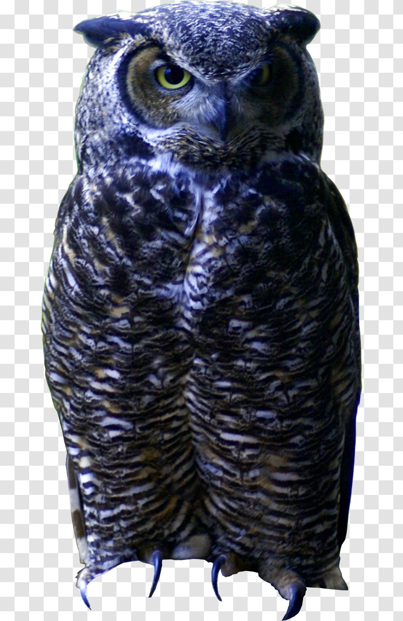 Great Grey Owl Beak Feather - Bird Transparent PNG