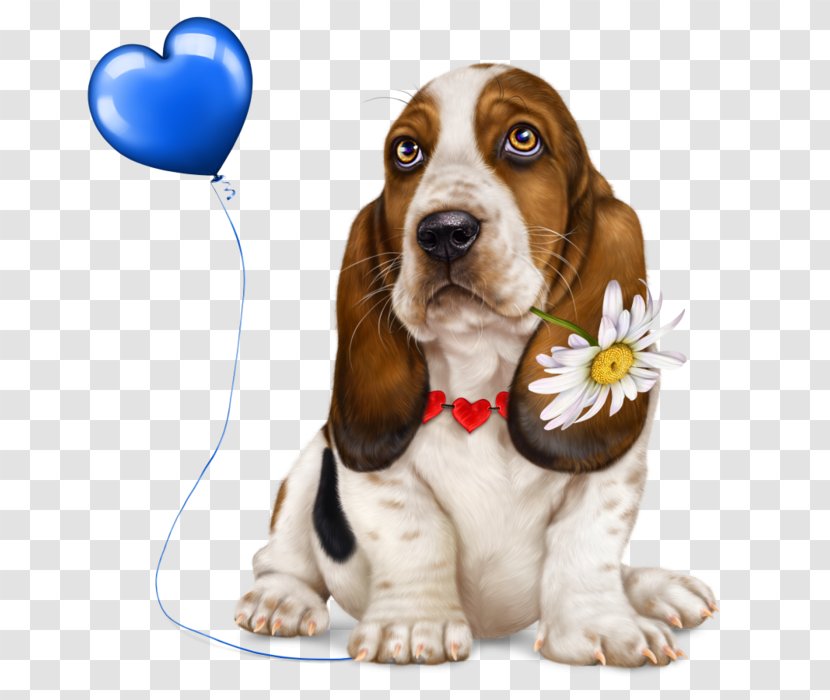 Basset Hound Puppy Artésien Normand Dog Breed Beagle Transparent PNG