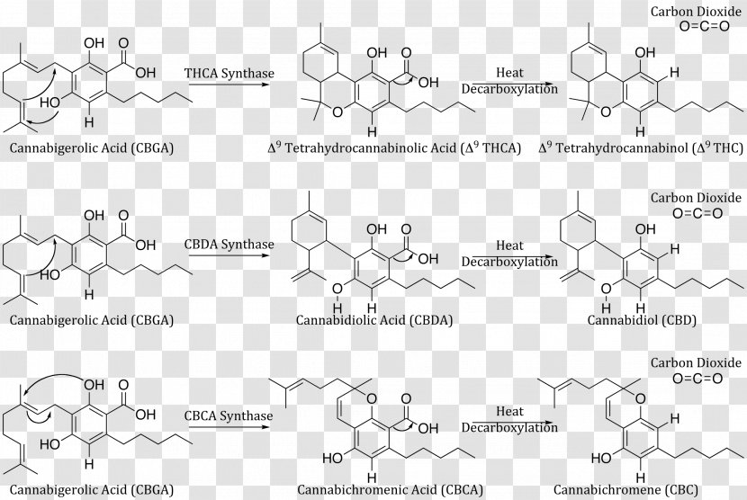Cannabidiol Tetrahydrocannabinol Cannabigerol Cannabis Cannabinoid - Cartoon - CBD Transparent PNG