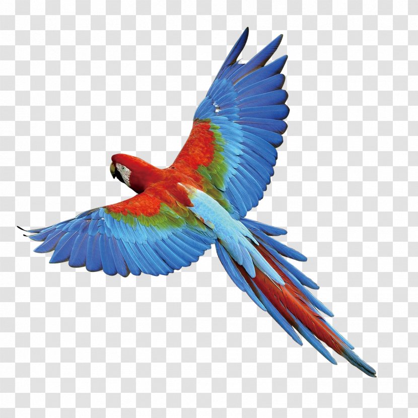 Parrot Bird - Perico - Eagle Wings Transparent PNG