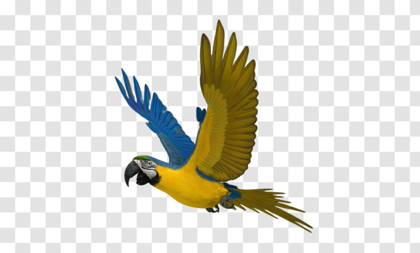 Bird Macaw Beak Parrot Wing Transparent PNG