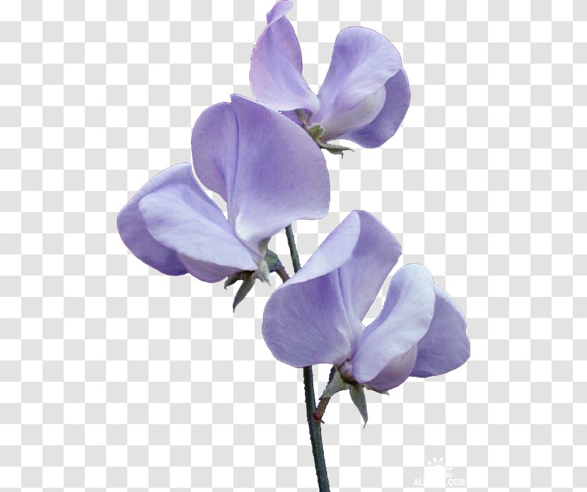 Broad-leaved Sweet Pea Flower Violet - Magnolia Family Transparent PNG