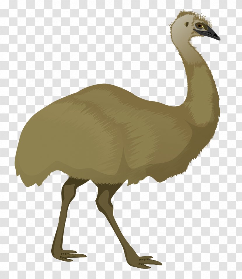 Emu Stock.xchng Royalty-free Clip Art - Wildlife - Cliparts Transparent PNG