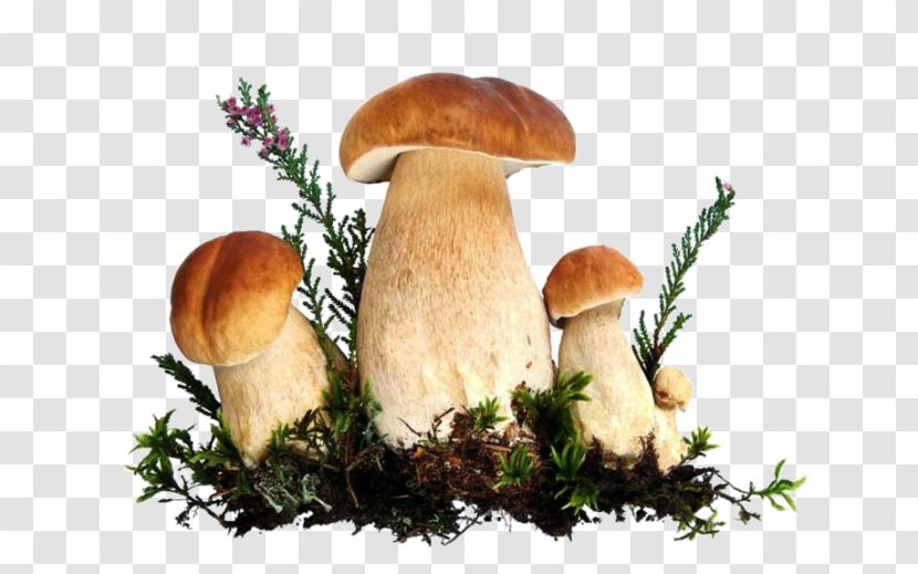 Stock Photography Royalty-free - Mushroom Transparent PNG