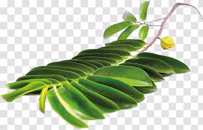 Leaf Soursop Auglis Sugar Apple Plant Stem Transparent PNG