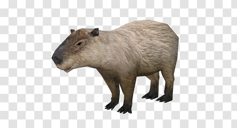 Capybara Rodent Rat Wikia - Fauna Transparent PNG