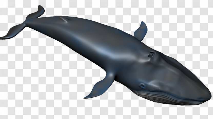 Common Bottlenose Dolphin Wholphin Tucuxi Rough-toothed Cetacea - Beluga Whale Transparent PNG