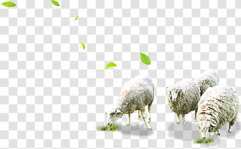 Sheep Grazing Herd - Animal Science Transparent PNG
