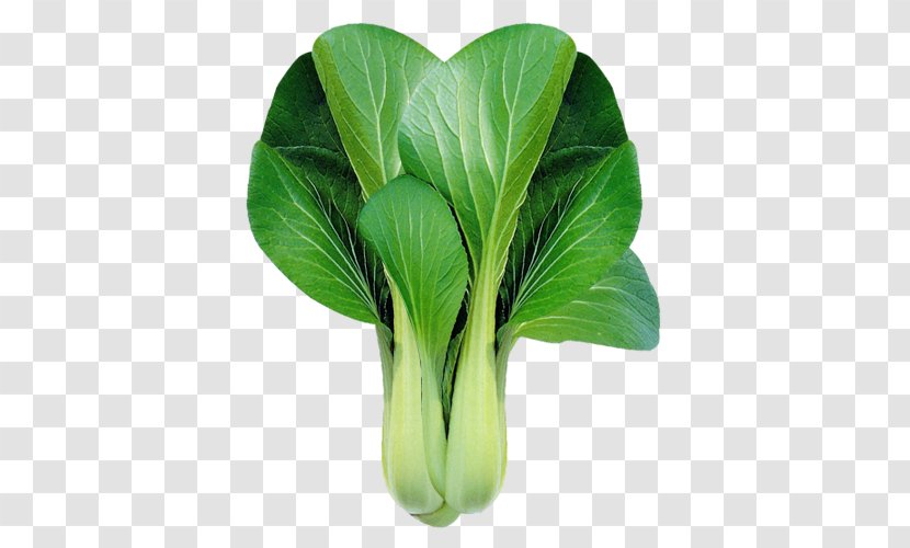 Bok Choy Chinese Cabbage Leaf Vegetable Clip Art - Romaine Lettuce Transparent PNG