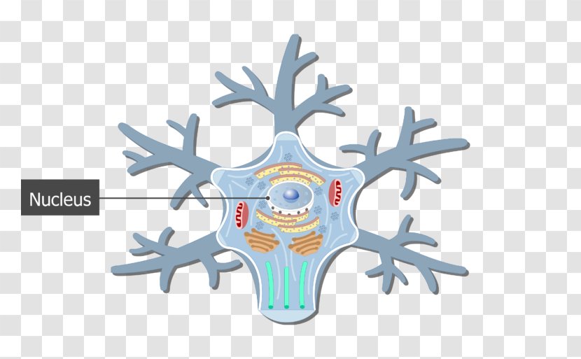 Soma Unipolar Neuron Cell Neurofilament - Cartoon Transparent PNG