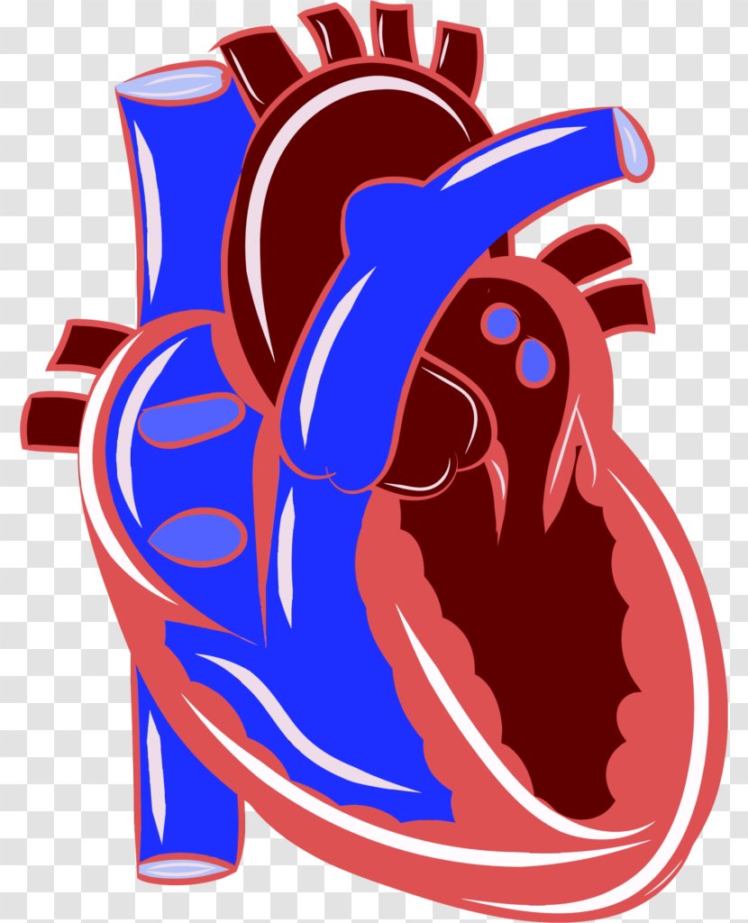Heart Cardiovascular Disease Circulatory System Health Clip Art - Watercolor - Ilustration Transparent PNG
