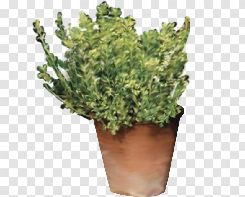 Garden Flowerpot Siesta Scrapbooking Shrub - Plant - Colombe Transparent PNG