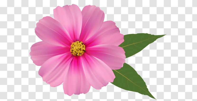 Pink Flowers Rose Clip Art - Daisy Family Transparent PNG