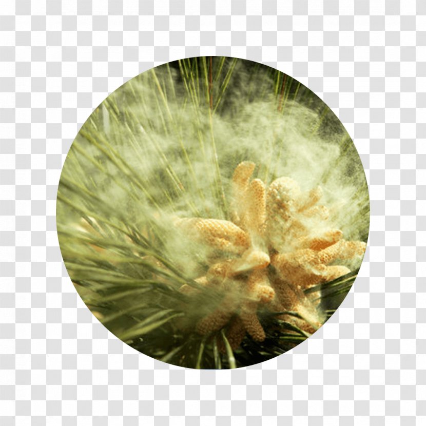 Pollen 松花粉 Tree Bee Scots Pine Transparent PNG