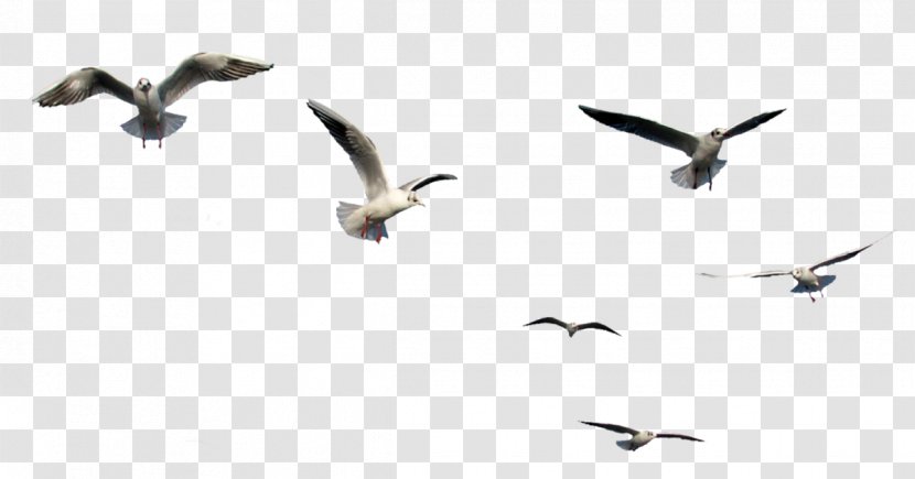 Bird Clip Art Flight Image - Nest Transparent PNG