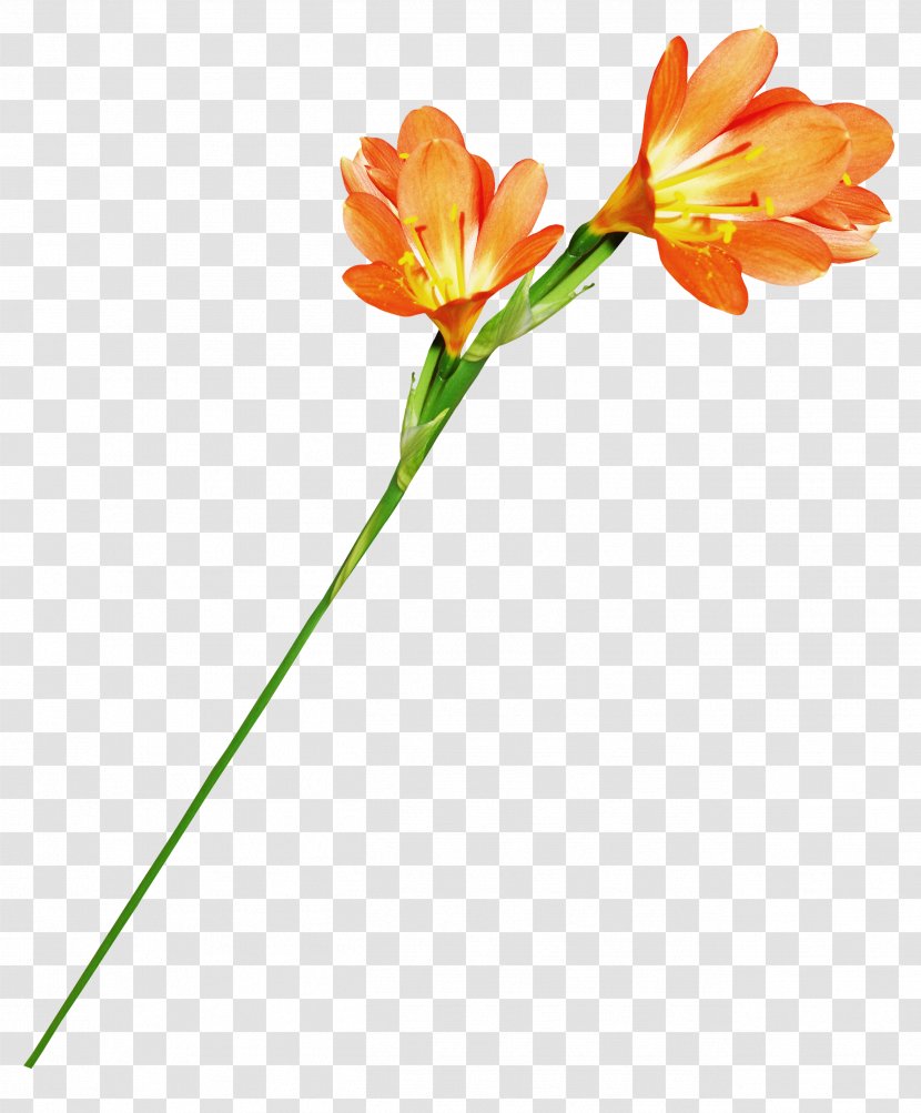 Flower Orange Stamen - Rose - Flowers And Plants Transparent PNG