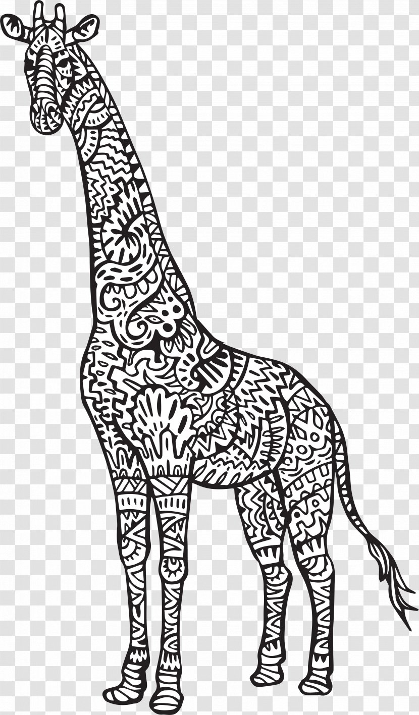 Baby Giraffes Reticulated Giraffe Coloring Book Adult Drawing - Terrestrial Animal Transparent PNG