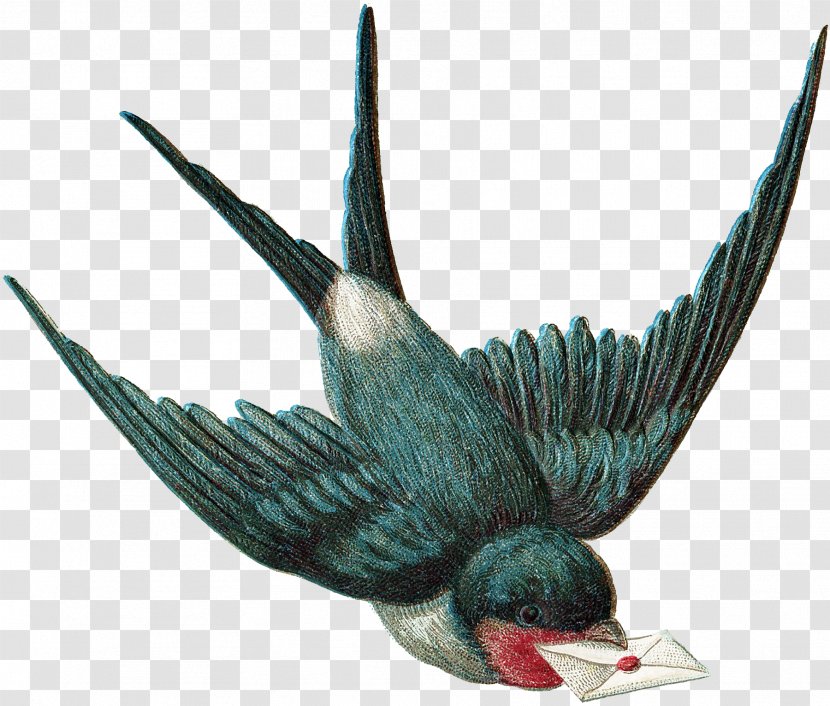 Beak Fauna Feather - Organism Transparent PNG