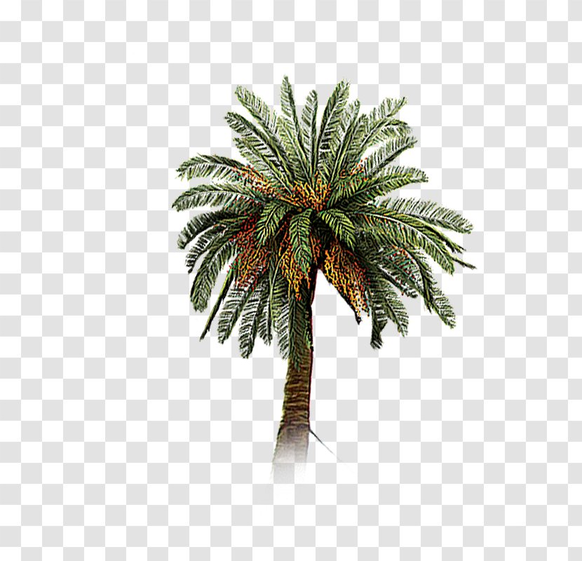 Date Palm Coconut Tree Arecaceae - Trunk - A Transparent PNG