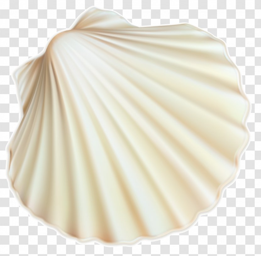Seashell Clip Art - Cockle Transparent PNG