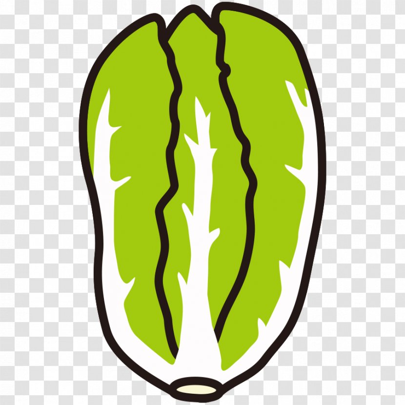 Broccoli Alphabet Inc. Food Keyword Tool - Flower - Cabbage Transparent PNG
