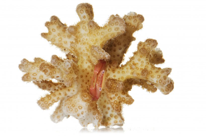 Crab Coral Reef Trapezia Staghorn - Protection - Starfish Transparent PNG