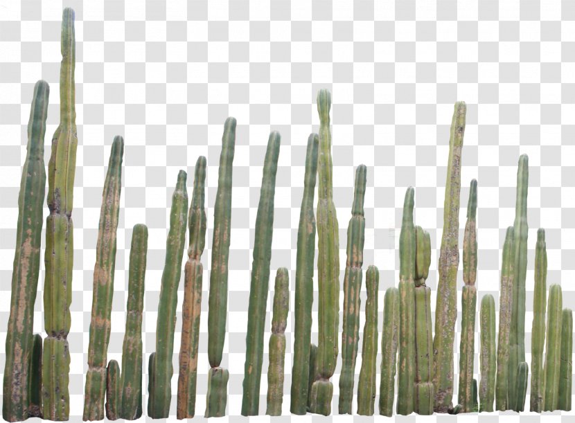 Cactaceae Clip Art - Cactus 3 Transparent PNG