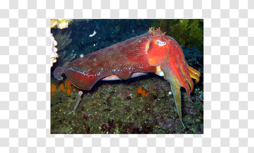 Sepia Apama Cuttlefish Latimanus Australia Cephalopod - Invertebrate Transparent PNG