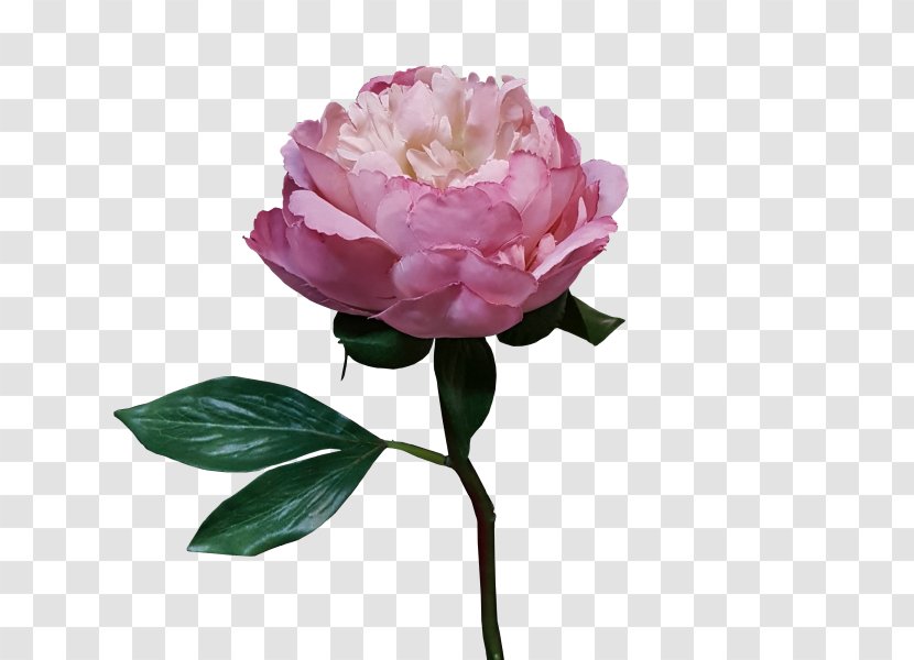 Garden Roses Cabbage Rose Floribunda Peony Flower - Plant Stem Transparent PNG