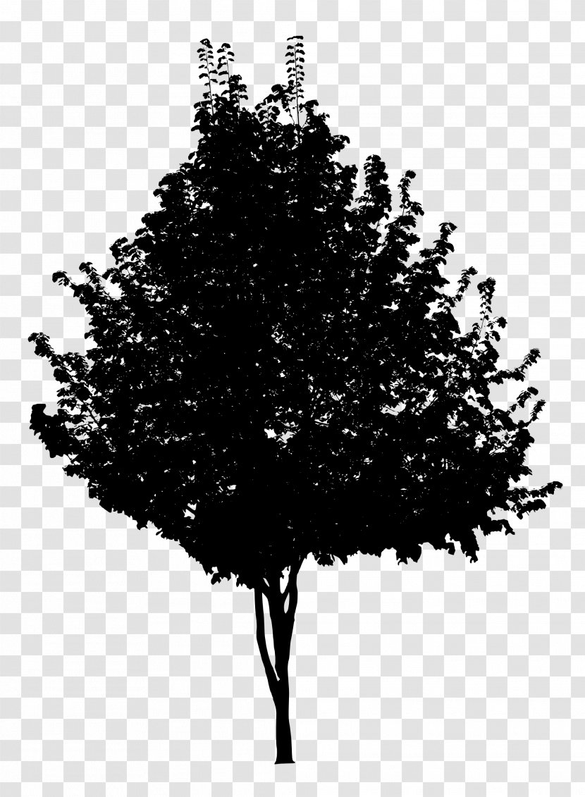Tree Black And White Branch - Digital Media - Background Transparent PNG