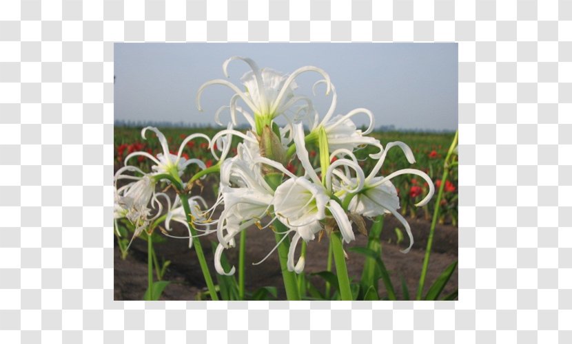 Hymenocallis Littoralis Amaryllis - Plant Transparent PNG