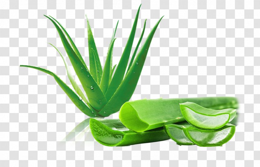 Aloe Vera Aloin Leaf Gel Transparent PNG