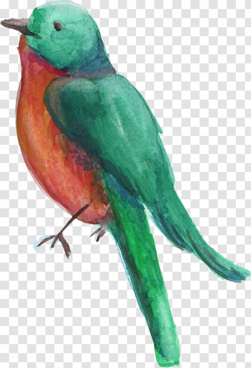 Bird Parrot Parakeet Transparent Watercolor Wheel Painting - Pet Transparent PNG