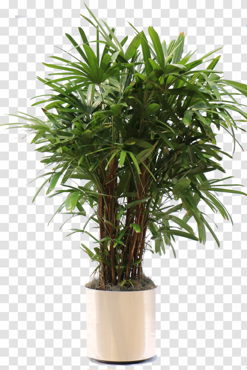 Rhapis Excelsa Arecaceae Houseplant Areca Palm - Plant - Potted Transparent PNG