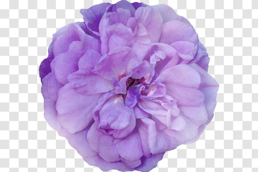 Cabbage Rose Garden Roses Peony Cut Flowers Petal - Lilac Transparent PNG