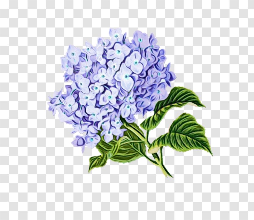 Flowers Background - Witchhazel - California Lilac Buddleia Transparent PNG
