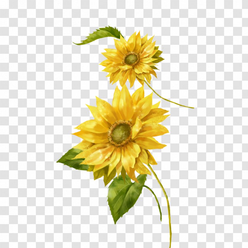 Common Sunflower Painting Yellow Euclidean Vector - Cut Flowers - Photos Transparent PNG