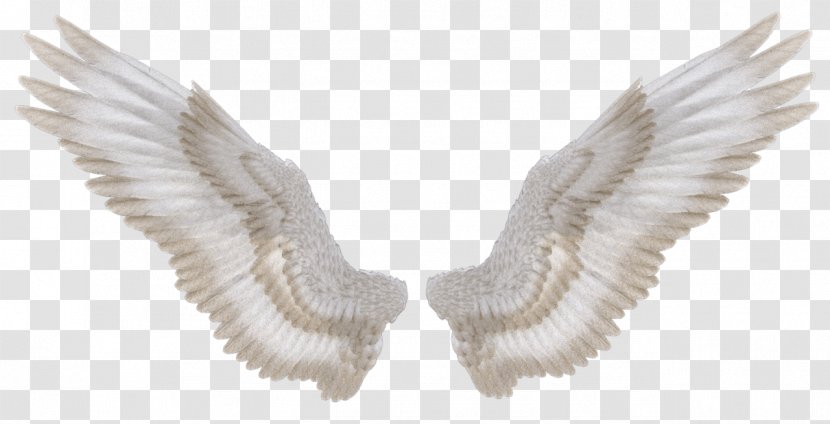 Desktop Wallpaper Wing Photography - Tutorial - Wings Transparent PNG