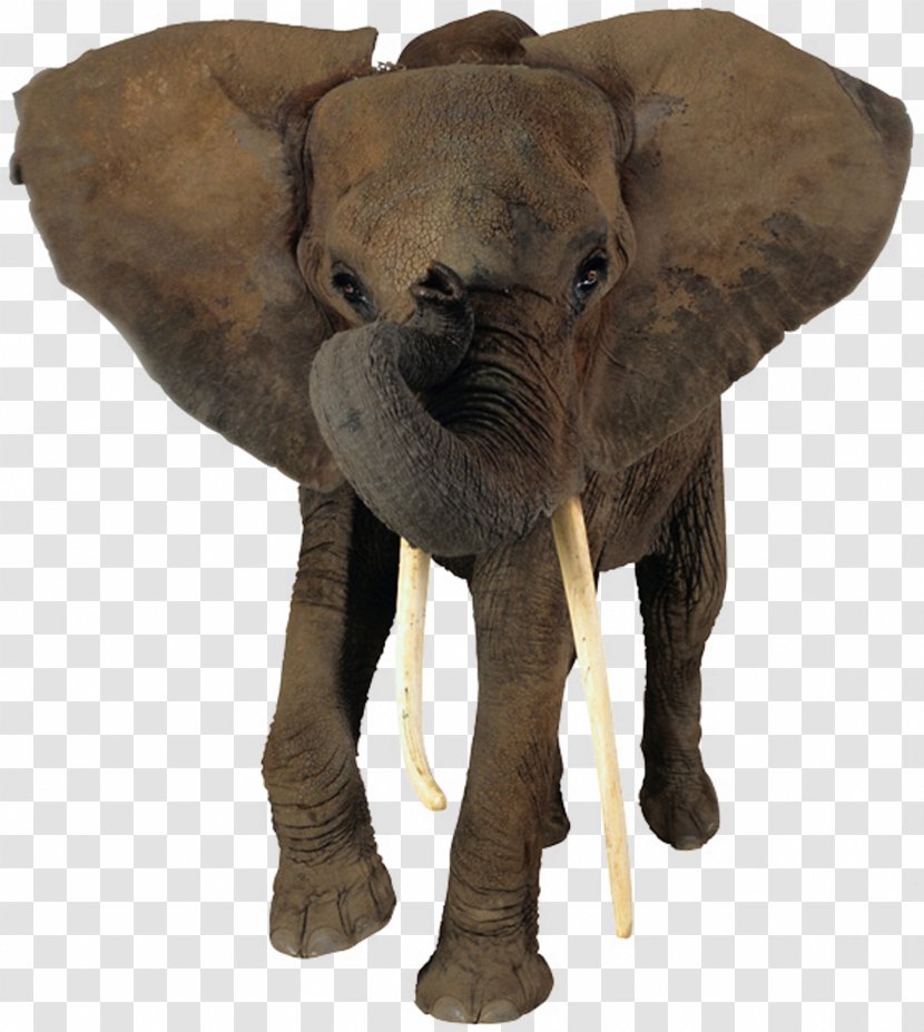 African Bush Elephant Forest Nose - Mammal - Head Transparent PNG