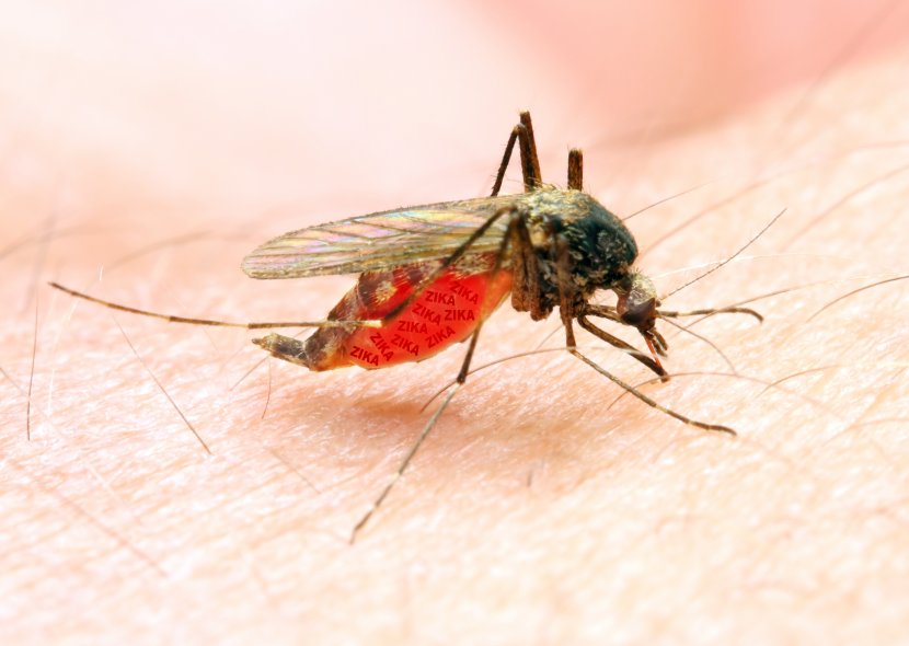 Marsh Mosquitoes Mosquito-borne Disease Zika Virus Mosquito Control Malaria - Parasite Transparent PNG