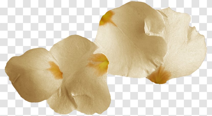 Petal Flower Digital Image - Flowering Plant - Gold Transparent PNG