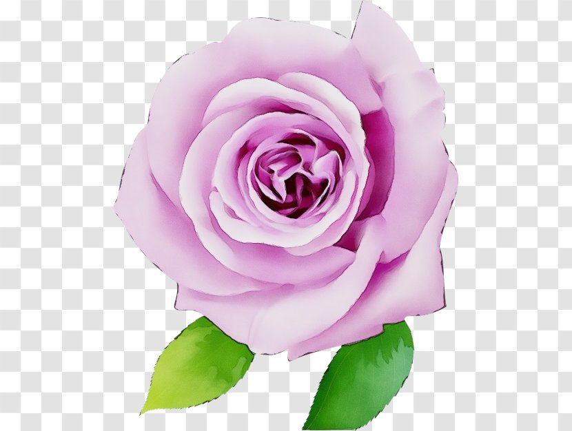 Garden Roses - Purple - Floribunda Rose Family Transparent PNG