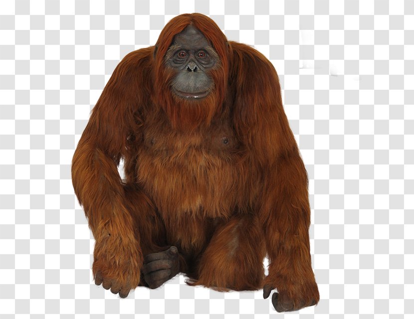 Gorilla Chimpanzee Monkey Bornean Orangutan - Terrestrial Animal Transparent PNG