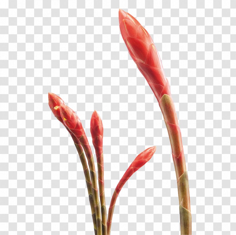 French Kiss Petal Flower Costus Woodsonii - Heliconia Bihai Transparent PNG