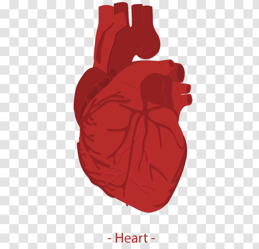 Heart Euclidean Vector Homo Sapiens Icon - Frame - Human Transparent PNG